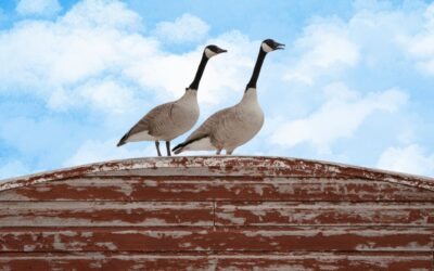 How Could Geese Damage Commercial Roofs?